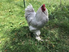 Lavender brahma 6 for sale  PLYMOUTH