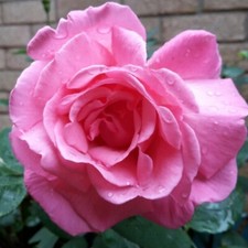 Potted litre hybrid for sale  ALFRETON