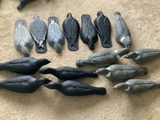 Half body pigeon for sale  WHITLEY BAY