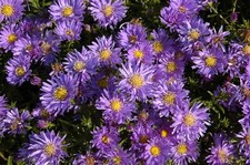 Aster dumosus blaue gebraucht kaufen  Westerstede
