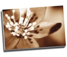 Brown soft flower for sale  LONDON