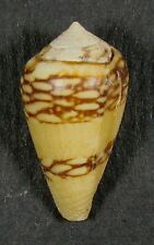 Conus mercator 26.53mm for sale  Carlsbad