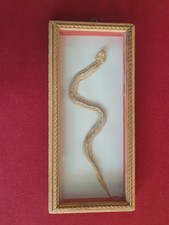 serpente legno usato serpente legno usato Roma