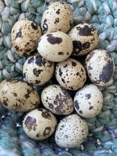 Quail eggs pack for sale  BRACKLEY