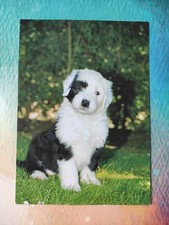 bobtail gebraucht kaufen bobtail gebraucht kaufen Borna