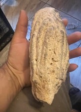 Prehistoric ice age for sale  Del Rio