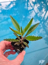 Lot kalanchoe mother for sale  Port Charlotte
