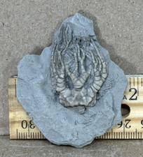Cyathocrinites crinoid edwards for sale  North Vernon