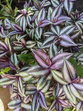 Cuttings tradescantia zebrina for sale  Jacksonville