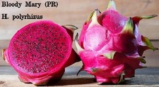 Dragon fruit cuttings for sale  Gainesville