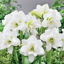 Amaryllis hippeastrum white for sale  Hollister