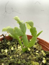 Christmas cactus schlumbergera for sale  Castle Rock