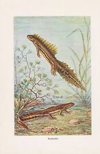Bandmolch mmatotriton phryticu gebraucht kaufen  Lauenburg/ Elbe