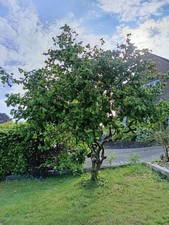 Twisted hazel tree for sale Twisted hazel tree for sale  GUILDFORD