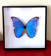 Papillon naturalisé morpho d'occasion  France