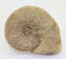 Ceratit ceratites praenodosus gebraucht kaufen  Weeze