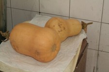 Graines courge waltham d'occasion  Plombières-lès-Dijon