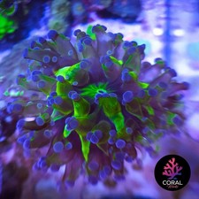 Stunning frogspawn coral for sale  STOCKPORT