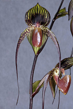 Paphiopedilum johanna burkhard for sale  LONDON