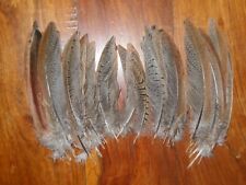 Small cock pheasant for sale  ABERDEEN