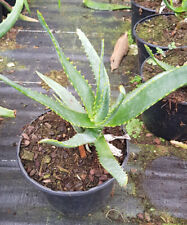 Aloe capitata ssp d'occasion  Mont-près-Chambord