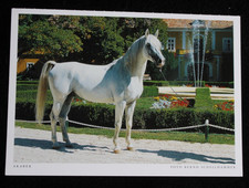 Postkarte gazal xviii gebraucht kaufen  Limburg a. d. Lahn