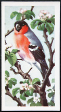 Bullfinch vintage 1957 for sale  DERBY