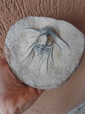 Grande dicranurus monstrosus usato  Pontedera