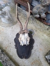 Trophee chasse massacre d'occasion  Villeneuve-la-Guyard