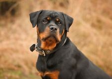 Adorable rottweiller dog for sale  SELBY