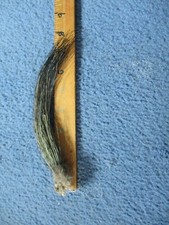 Wild turkey beard for sale  Java