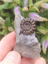 Rare gagaticeras gagateum for sale  REDCAR