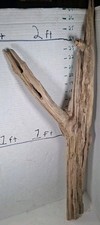 Driftwood tall pine for sale  Brookwood