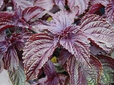 Perilla frutescens rojo  - Shiso red  - 330 semillas - Saatgut - Graines - Semi  comprar usado  Enviando para Brazil