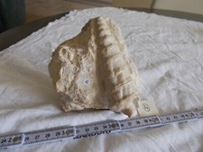 Fossile.nerinaea musae.gastrop d'occasion  Sainte-Maxime