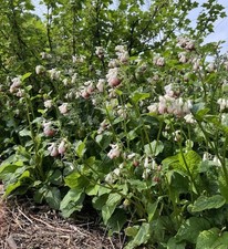 Pink white comfrey for sale  LONDON
