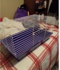 Small animal cages for sale  Ray