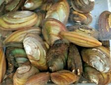 Freshwater swann mussels for sale  STOURBRIDGE