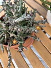 Live blooming cactus for sale  San Antonio