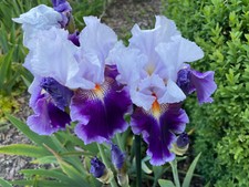 Schwertlilie iris temptes gebraucht kaufen  Tussenhausen