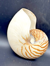 Chamber tiger nautilus for sale  Dadeville