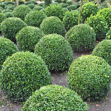 Buxus sempervirens kugel gebraucht kaufen  Mönchengladbach