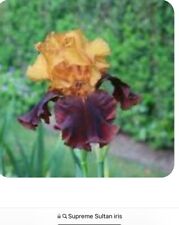 Bearded iris pick for sale  Independence