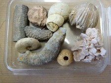 Fossiles corail gastero d'occasion  Saint-Aubin-sur-Mer