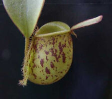 Nepenthes ampullaria carnivoro for sale  Shipping to Ireland