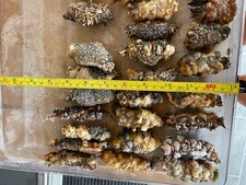 peeler crab for sale peeler crab for sale HERNE BAY