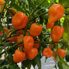 Habanero mexican range gebraucht kaufen  Bayreuth