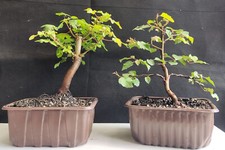 bonsai trees for sale bonsai trees for sale WREXHAM