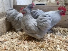 Lavender pekin eggs for sale  DONCASTER