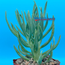 tail mermaid succulent for sale tail mermaid succulent for sale Austin